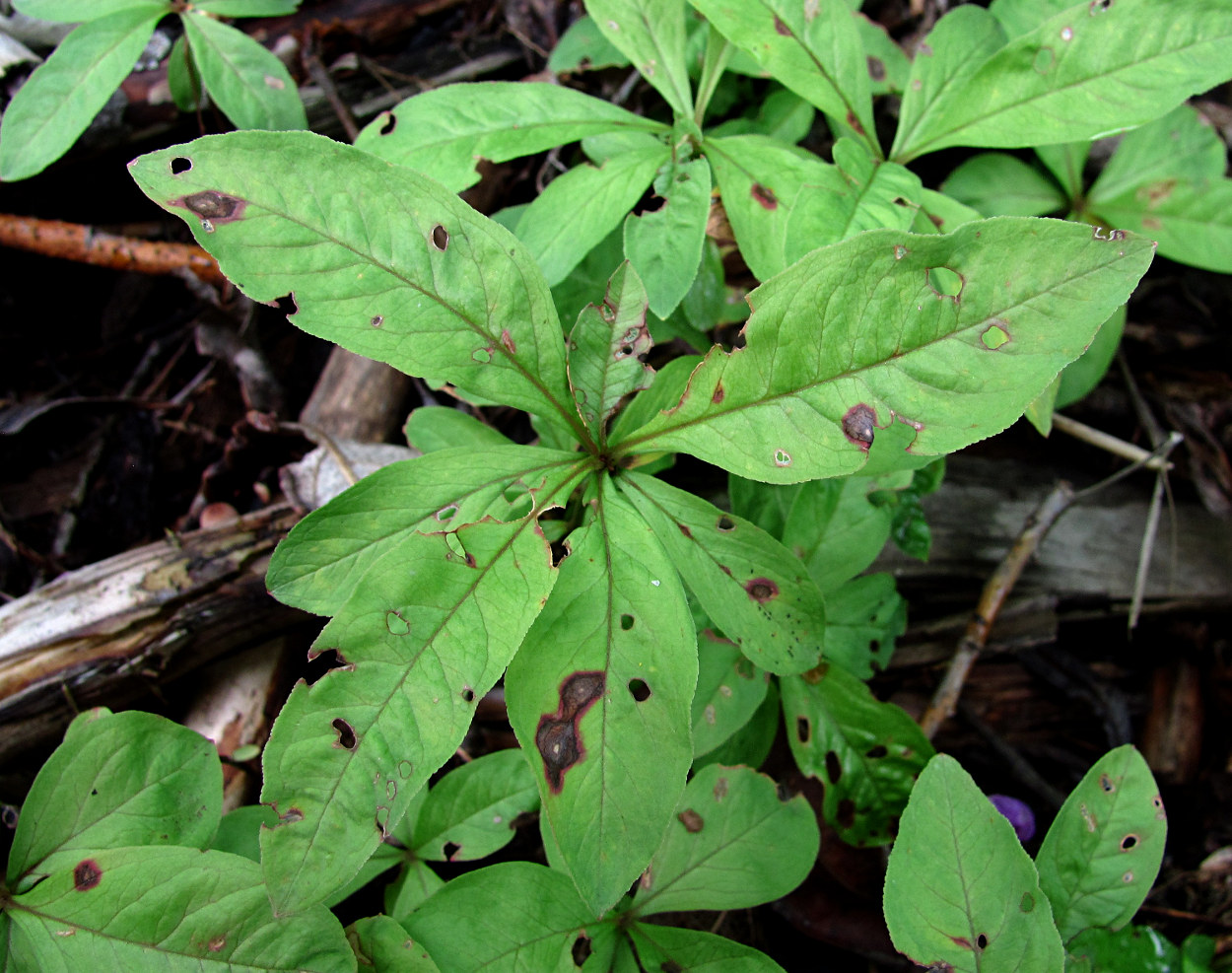 Изображение особи Trientalis europaea.