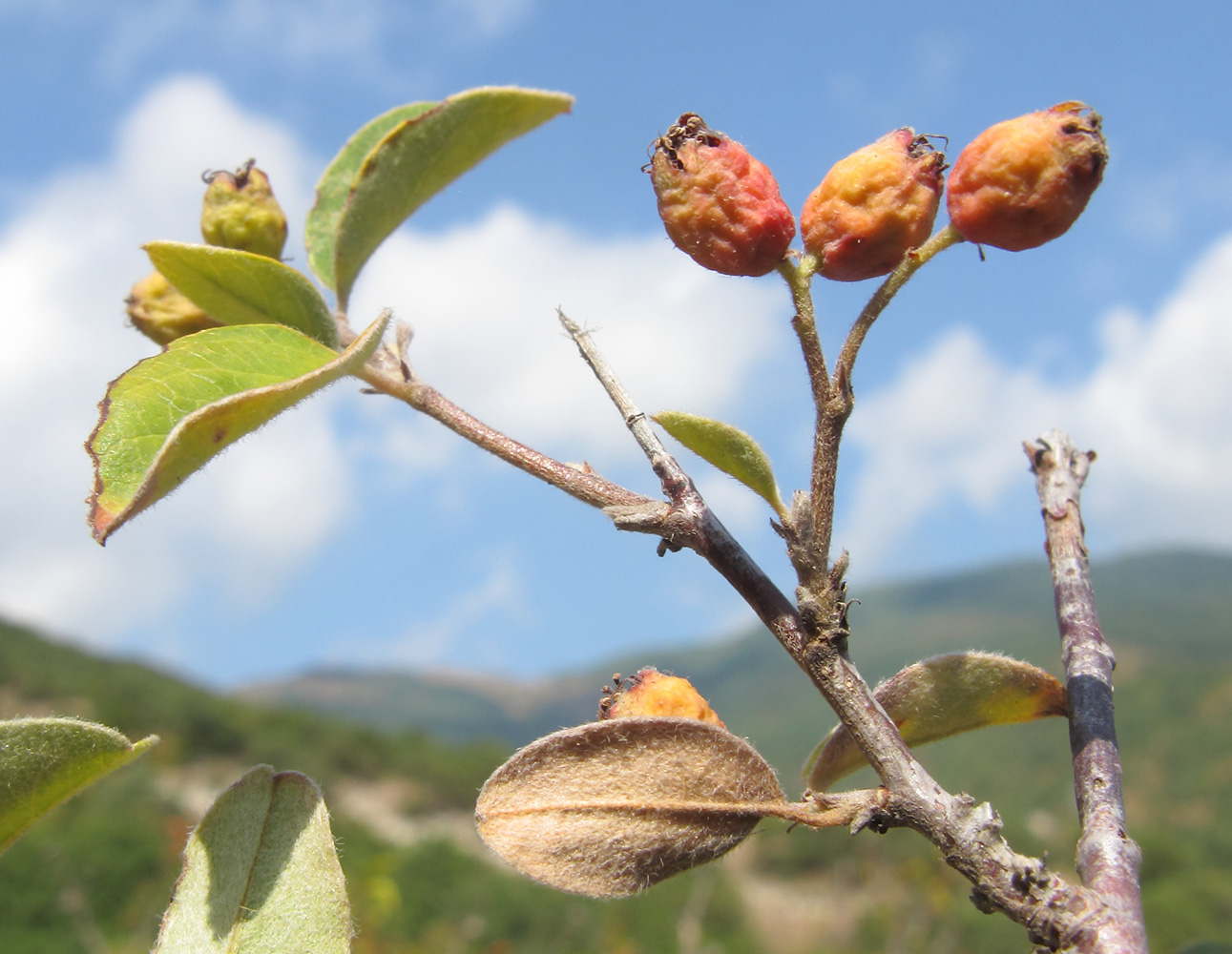 Image of Cotoneaster suavis specimen.