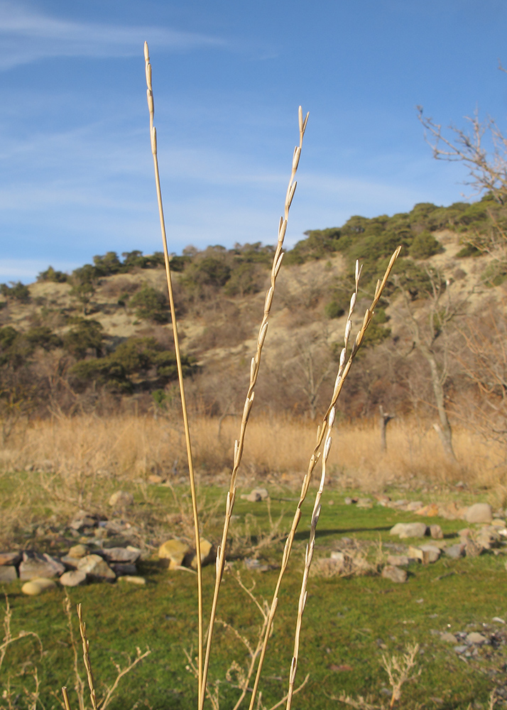 Image of Elytrigia obtusiflora specimen.