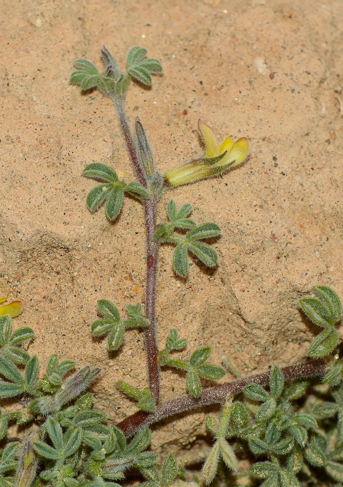 Изображение особи Lotononis platycarpa.