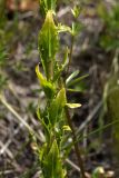 Arabis gerardii