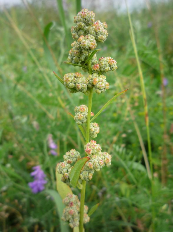 Image of Chenopodium album specimen.