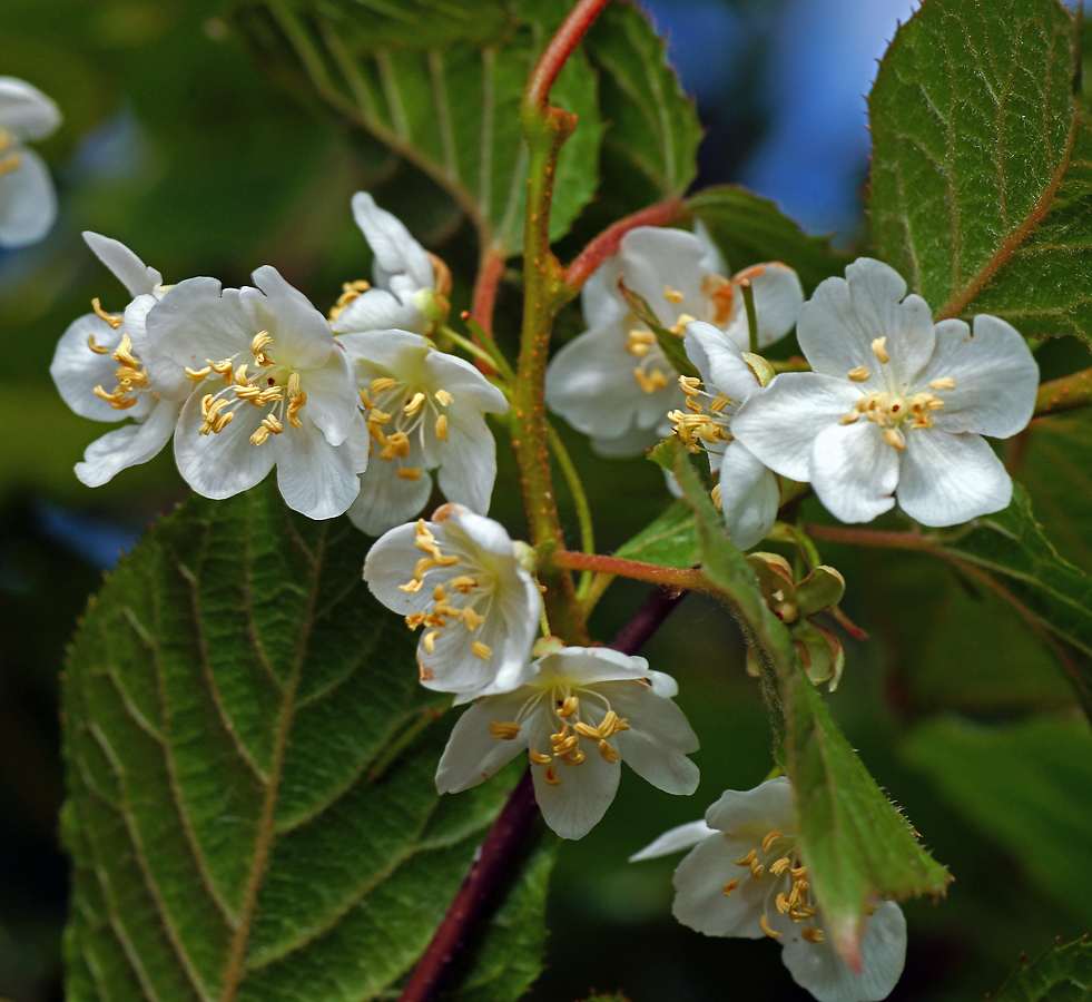 Image of Actinidia kolomikta specimen.