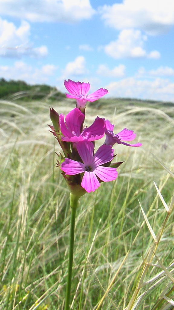 Image of Dianthus andrzejowskianus specimen.