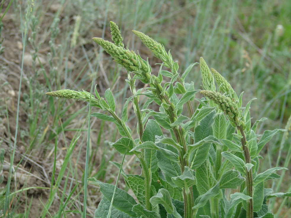 Image of Verbascum nigrum specimen.