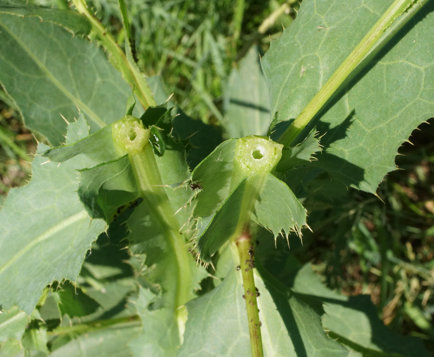 Image of Cirsium alatum specimen.