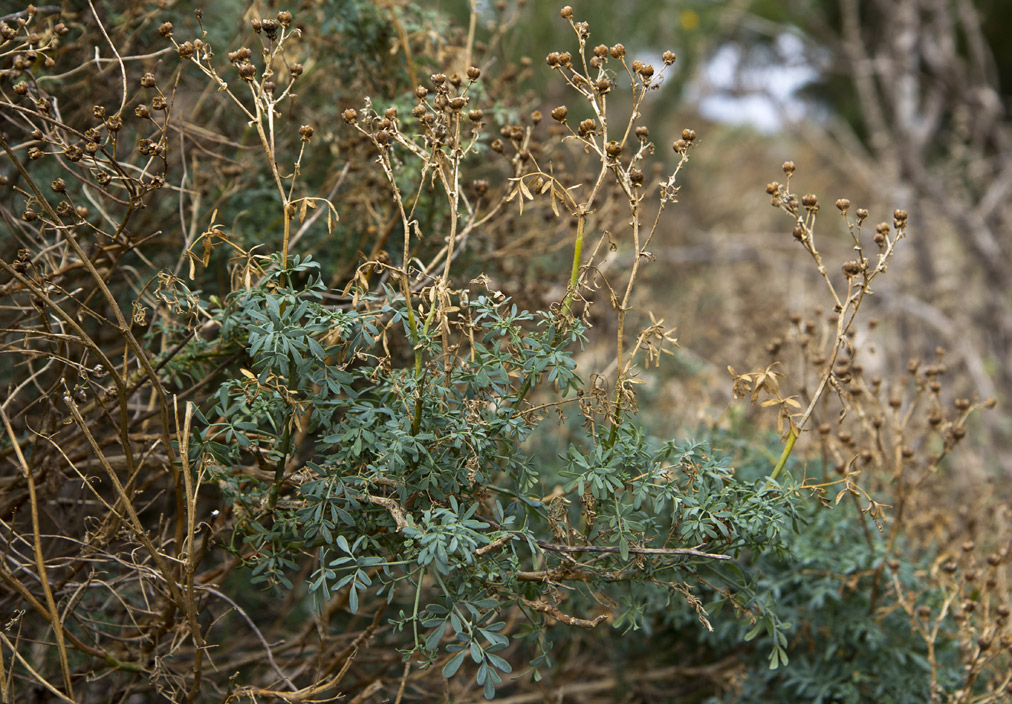 Изображение особи Ruta chalepensis.