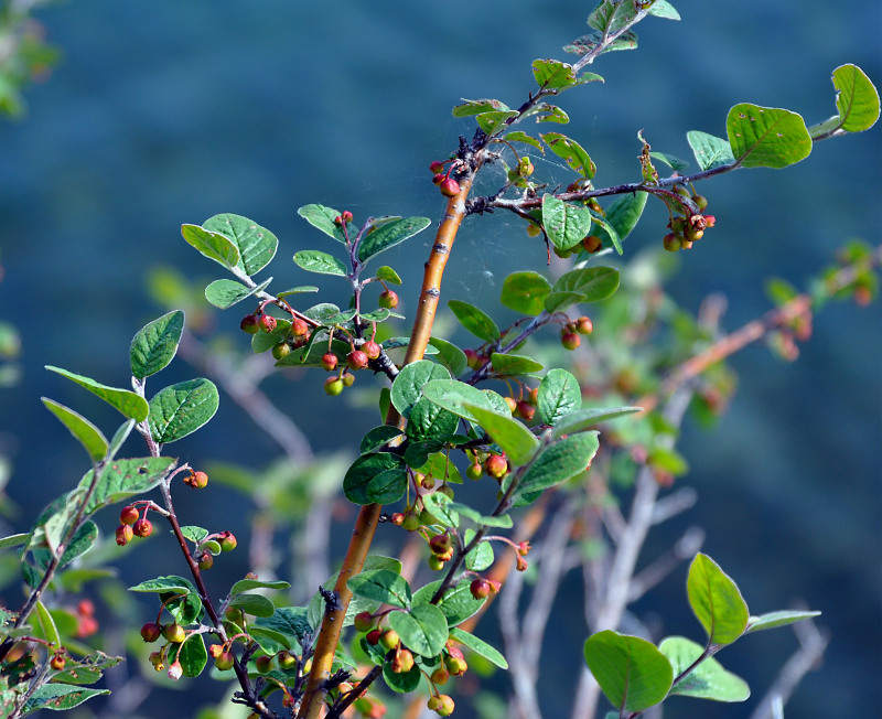 Image of Cotoneaster melanocarpus specimen.