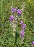 Astragalus onobrychis. Отцветающие соцветия и соплодия. Казахстан, Восточно-Казахстанская обл., г. Усть-Каменогорск, восточные окр., Лесхоз, склон сопки. 01.07.2015.