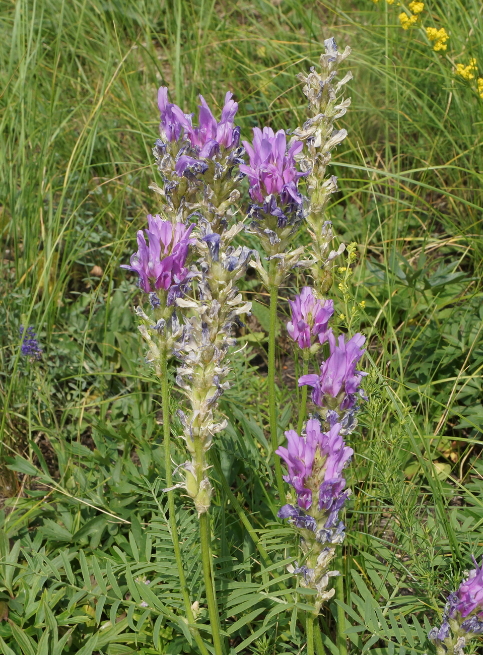 Изображение особи Astragalus onobrychis.