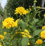 Rudbeckia variety hortensia