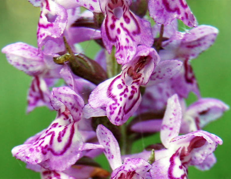 Image of Dactylorhiza &times; kerneriorum specimen.