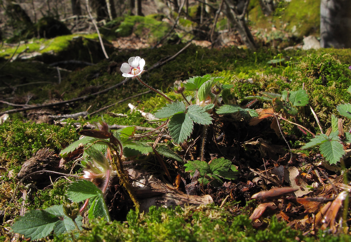 Image of Potentilla micrantha specimen.