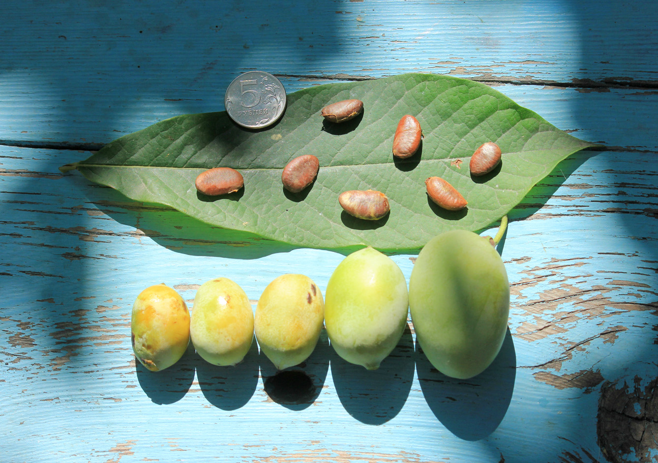 Image of Asimina triloba specimen.