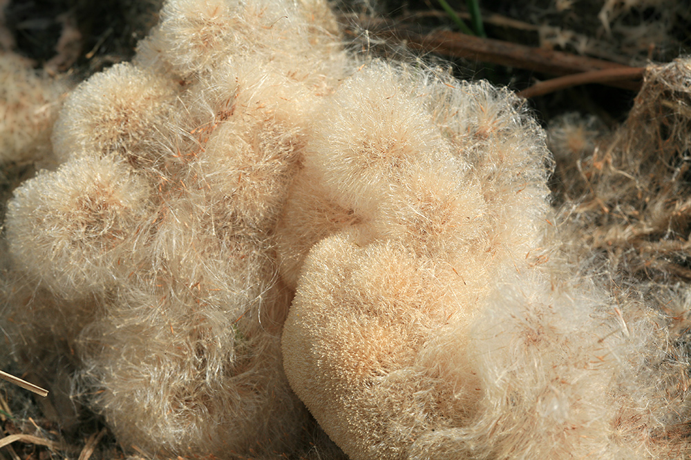 Image of Typha latifolia specimen.