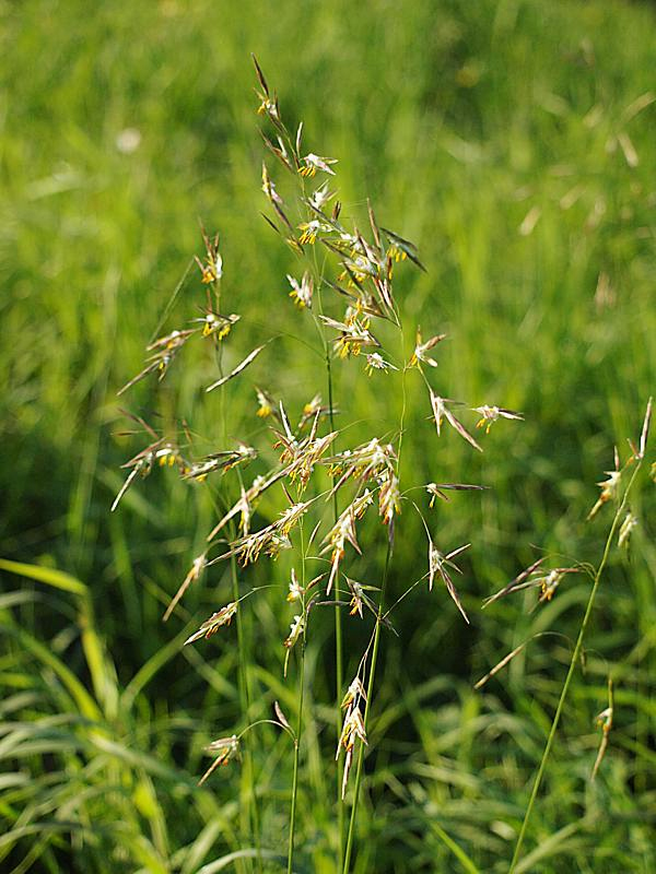 Изображение особи Bromopsis inermis.