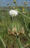 Crepis alpina. Соплодие. Крым, западное побережье, мыс Лукулл, заброшенное поле. 15 мая 2016 г.