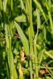 Rumex acetosa