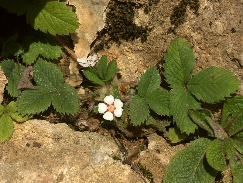 Image of Potentilla micrantha specimen.