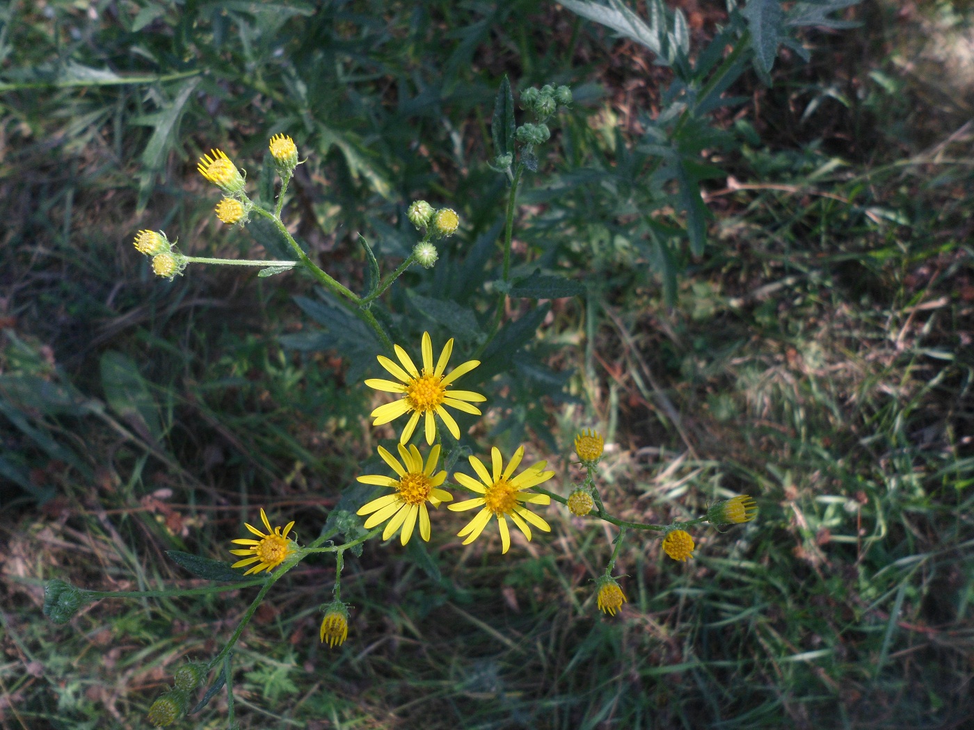 Image of Senecio grandidentatus specimen.