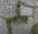 Cymbalaria muralis