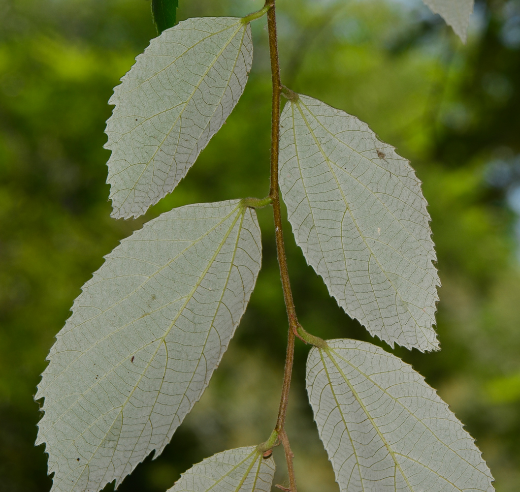 Изображение особи Luehea divaricata.