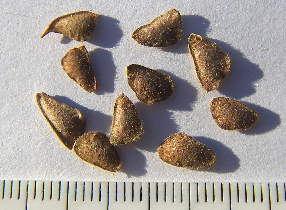 Image of Desmodium canadense specimen.