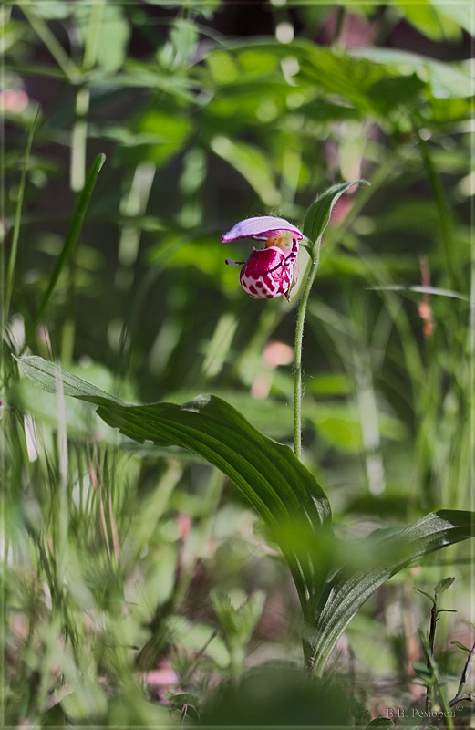 Изображение особи Cypripedium guttatum.