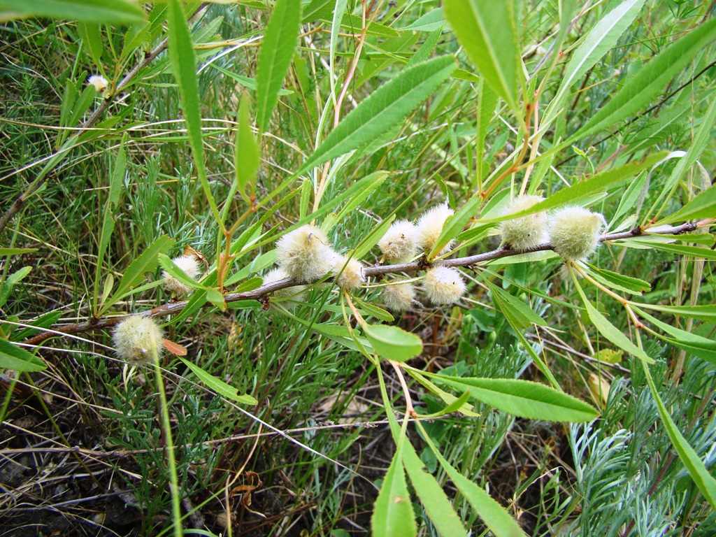 Image of Amygdalus nana specimen.