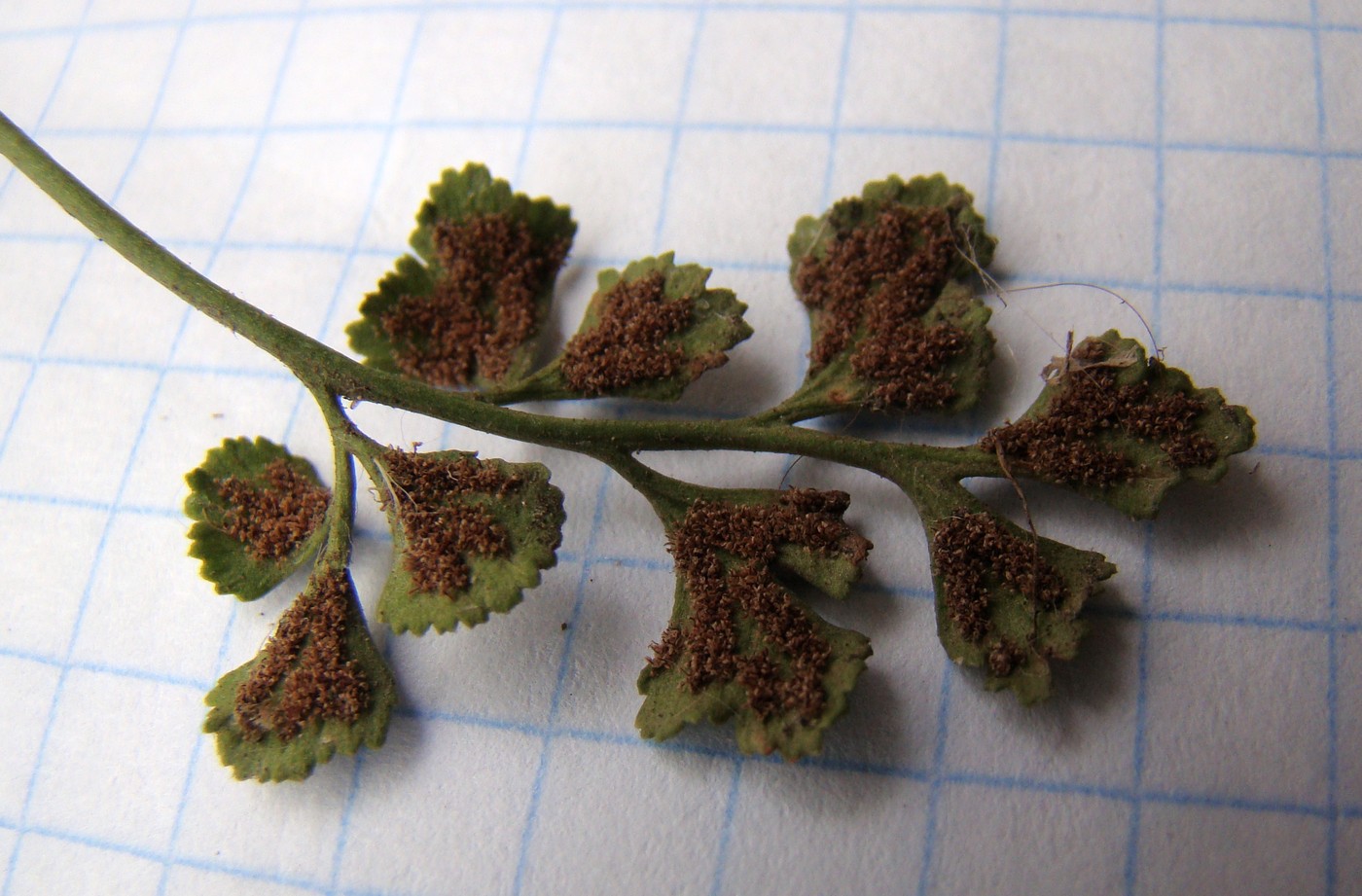 Image of Asplenium ruta-muraria specimen.