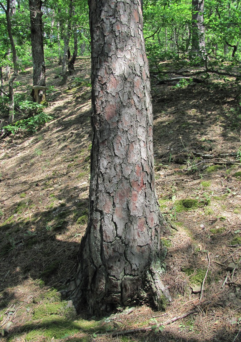 Image of Pinus sylvestris ssp. hamata specimen.