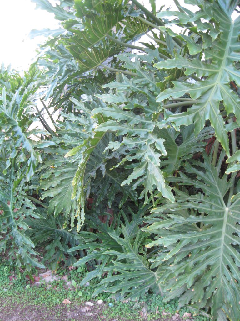 Image of Philodendron bipinnatifidum specimen.