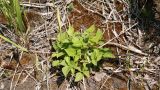 Rubus matsumuranus