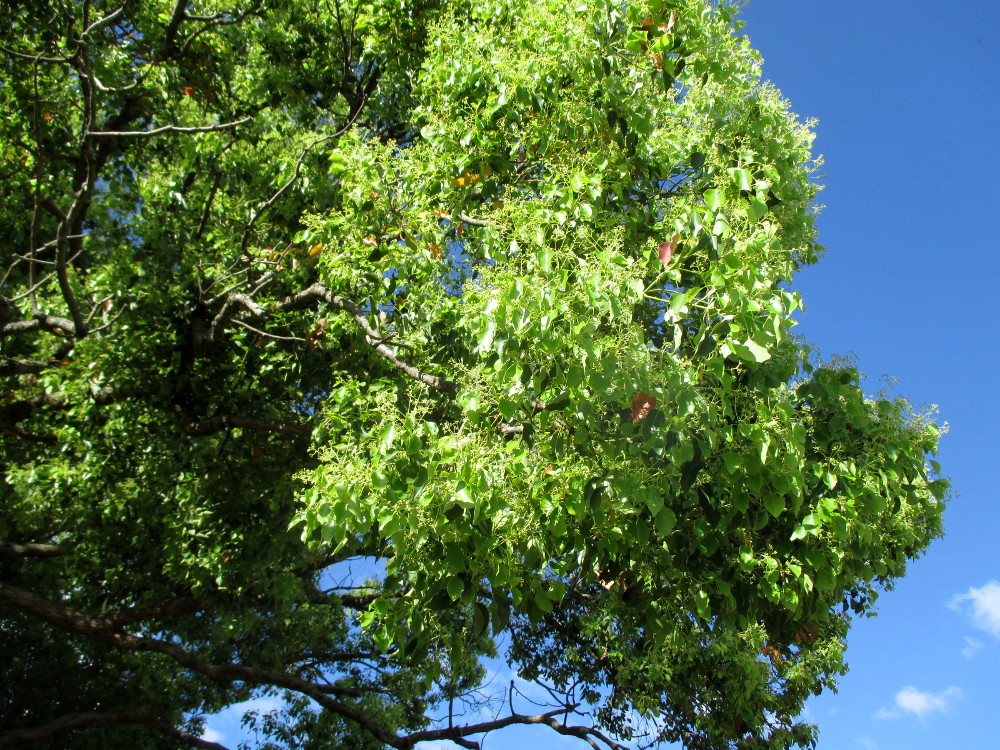 Image of Cinnamomum camphora specimen.