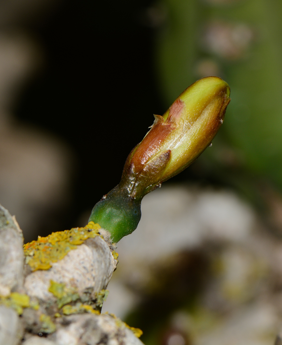 Изображение особи Myrtillocactus geometrizans.