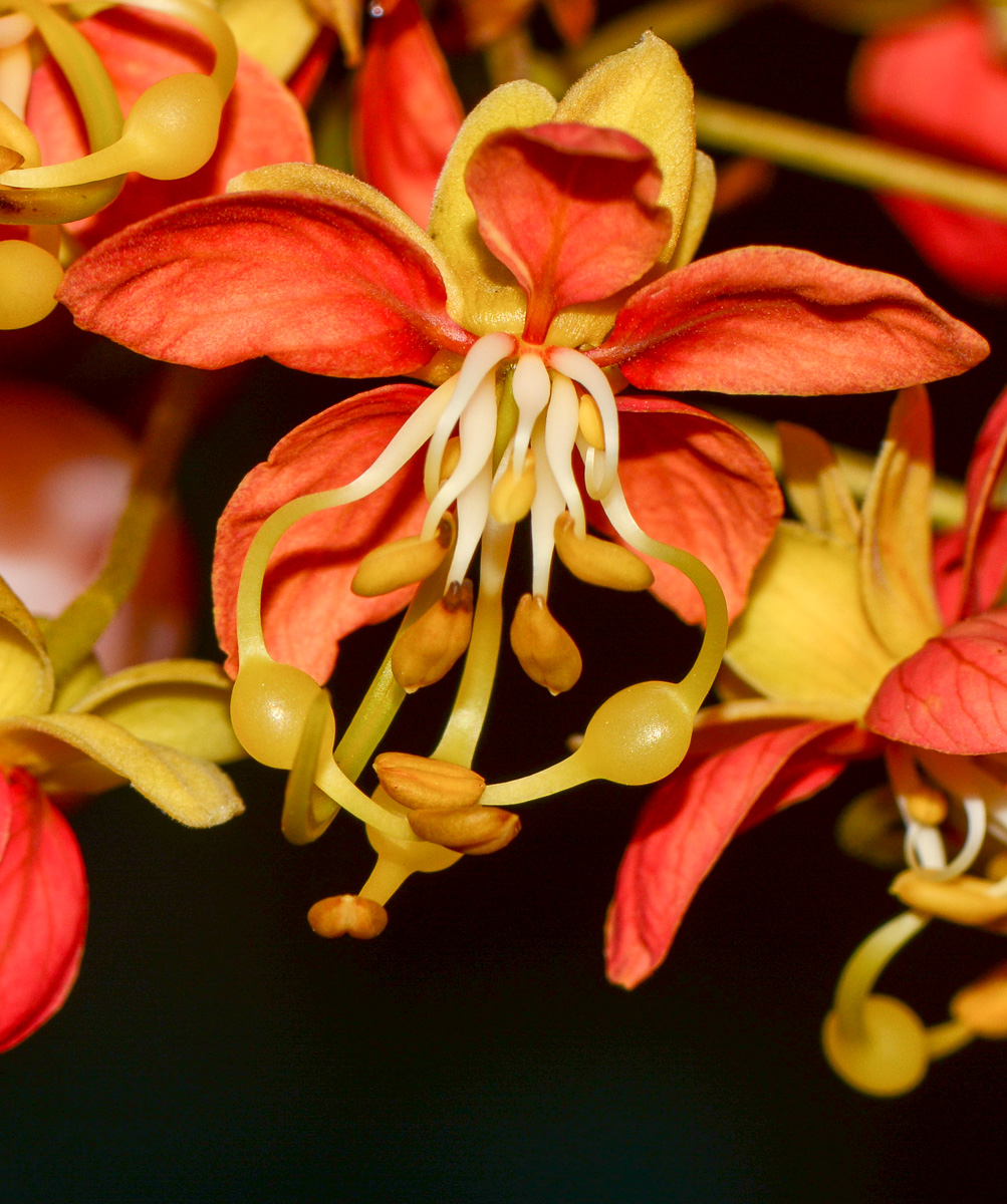 Image of Cassia brewsteri specimen.