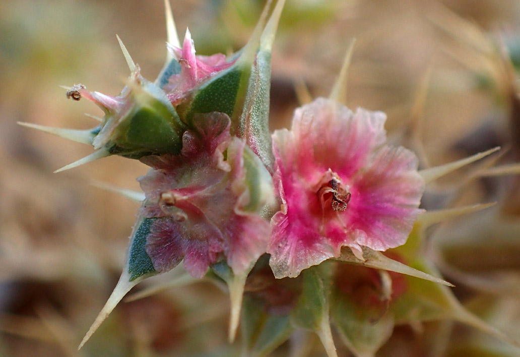 Изображение особи Salsola pontica.