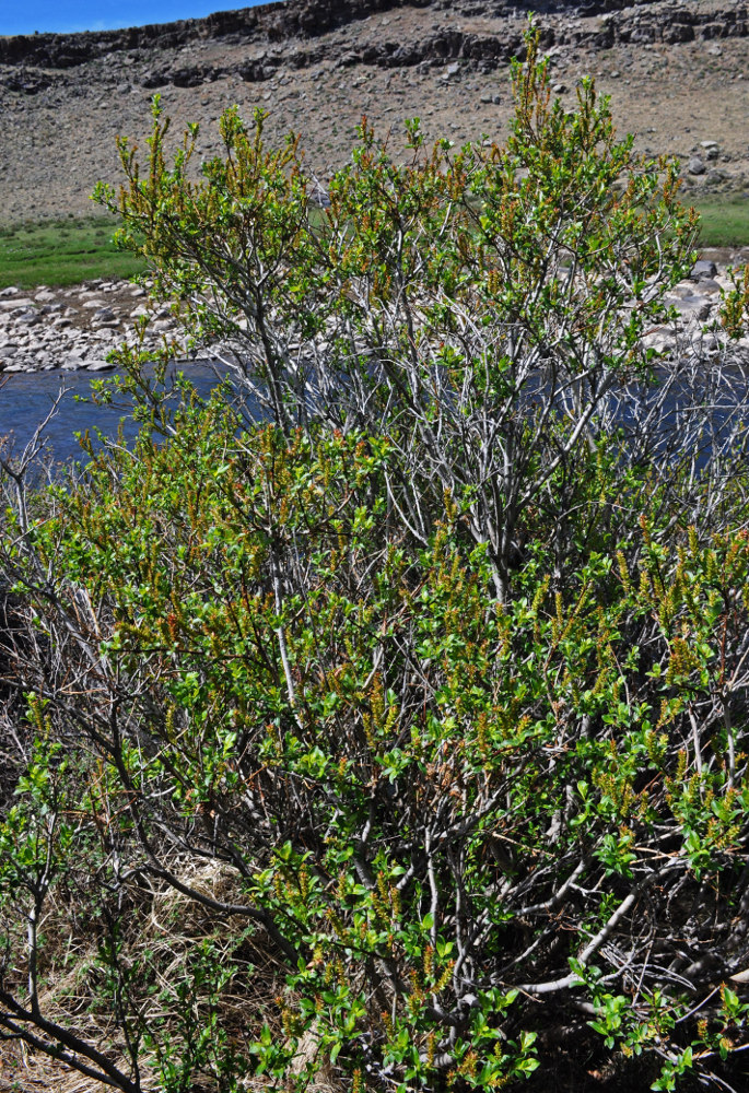 Image of genus Salix specimen.