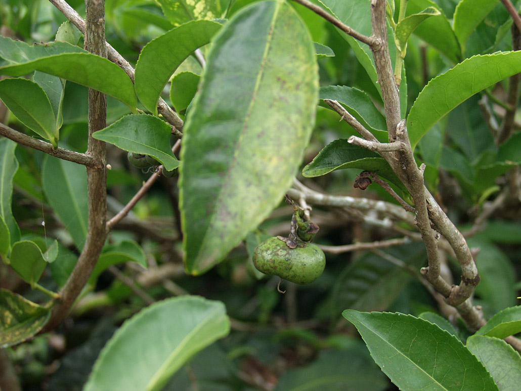 Image of Thea sinensis specimen.