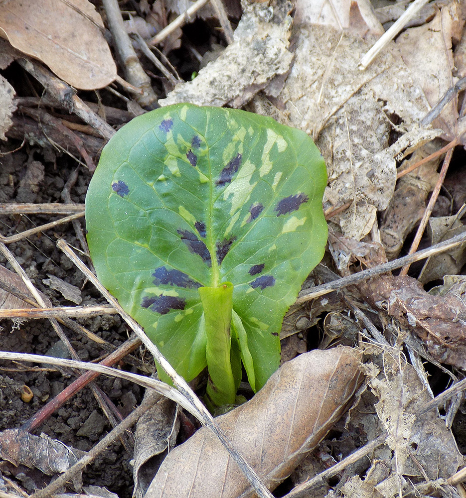 Изображение особи Arum maculatum.