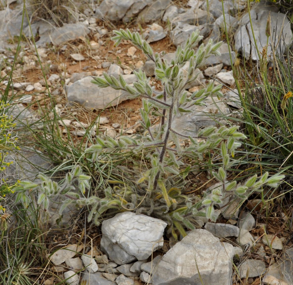 Image of Onosma graeca specimen.