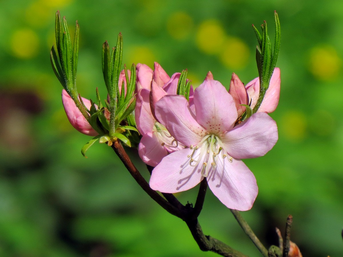Изображение особи Rhododendron schlippenbachii.