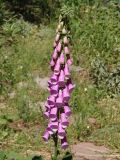 Digitalis purpurea. Соцветие. Украина, г. Запорожье, клумба. 27.05.2018.