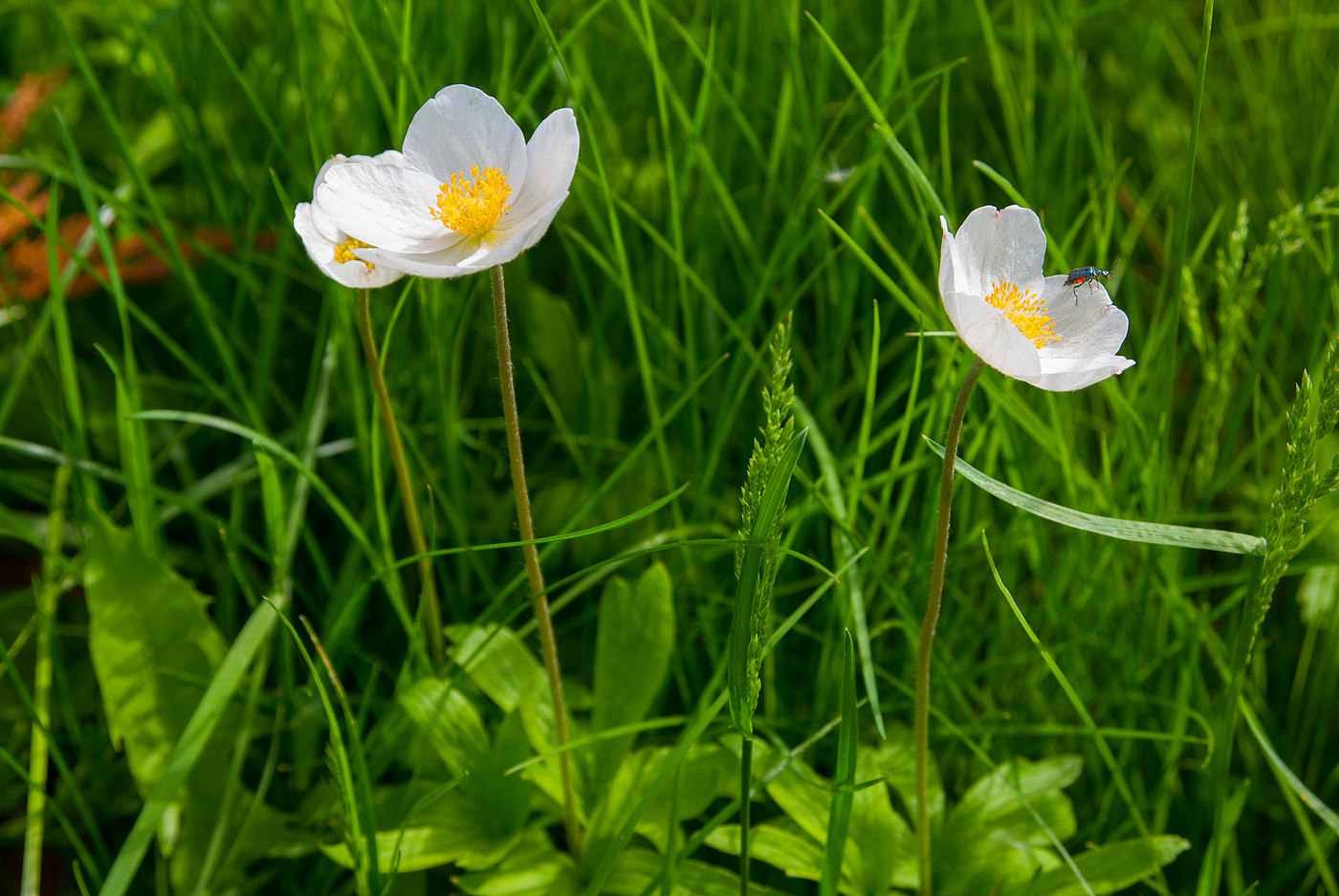 Изображение особи Anemone sylvestris.