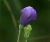 Platycodon grandiflorus. Бутоны. Московская обл., Раменский р-н, окр. дер. Хрипань, садовый участок. 18.07.2018.