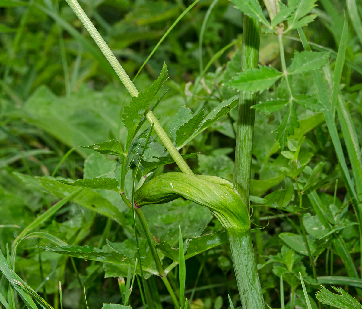 Image of Angelica sylvestris specimen.