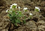 Arabis caucasica. Цветущее растение. Азербайджан, Лерикский р-н. 13.04.2010.