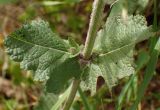 Salvia verbenaca