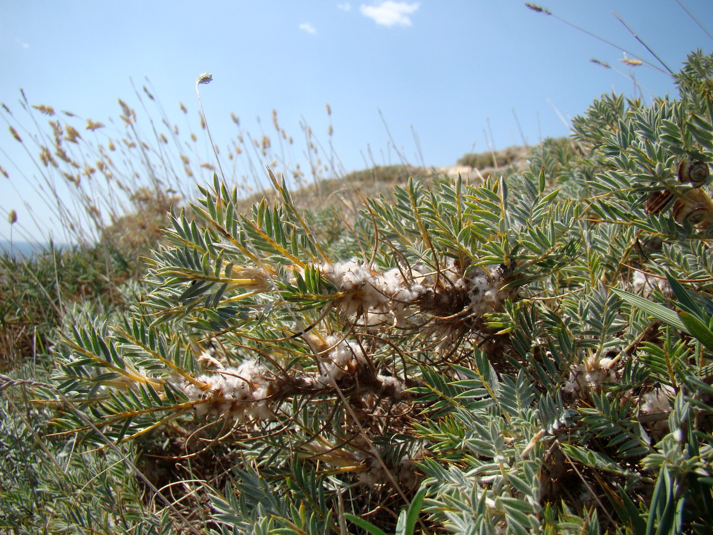 Image of Astragalus arnacanthoides specimen.