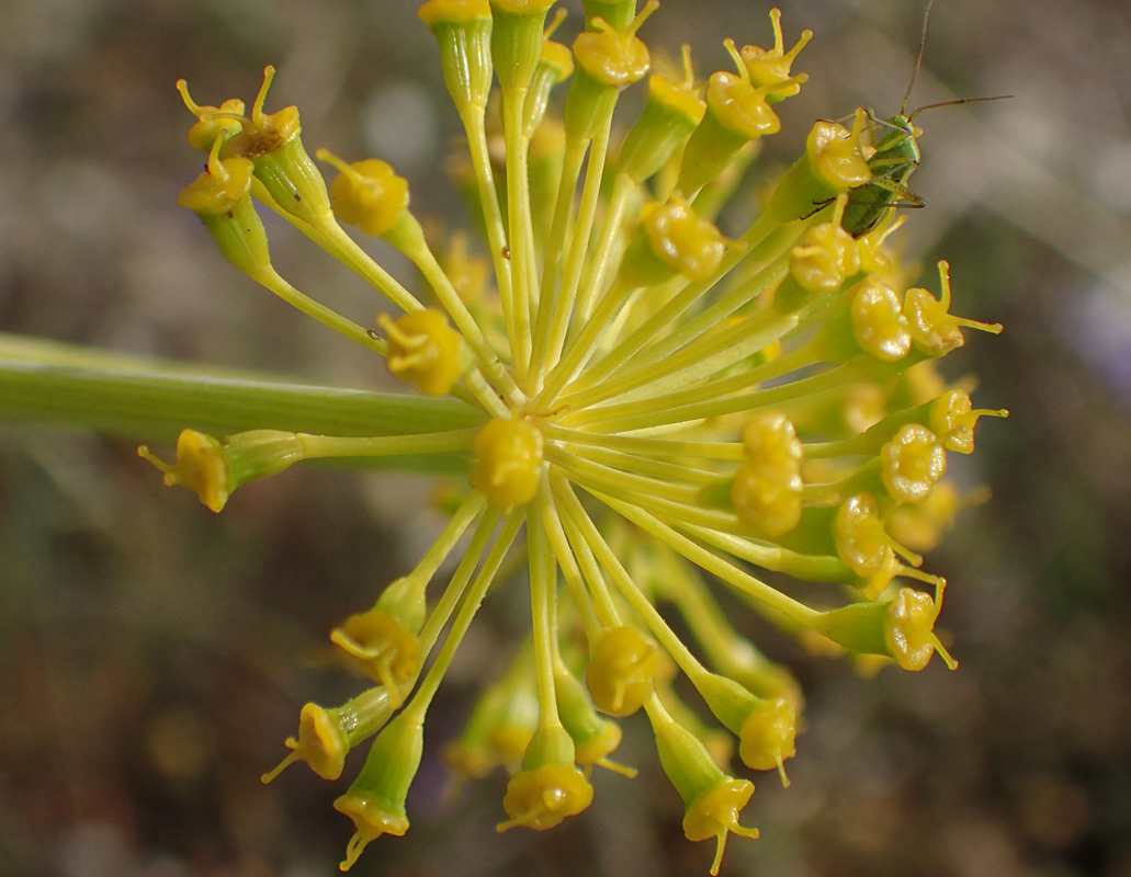 Image of Ferula communis specimen.